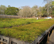 No Dia da Mata Atlântica, Paraná celebra 8 milhões de mudas de espécies nativas distribuídas