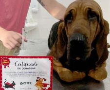 Com iniciativas do Estado, doação de sangue canina salva vidas e previne o agravamento de doenças.