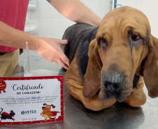 Com iniciativas do Estado, doação de sangue canina salva vidas e previne o agravamento de doenças.