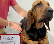 Com iniciativas do Estado, doação de sangue canina salva vidas e previne o agravamento de doenças.