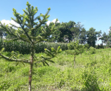 Produtor de Campo Largo investe no cultivo de araucária enxertada