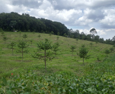 Produtor de Campo Largo investe no cultivo de araucária enxertada