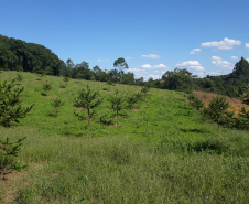 Produtor de Campo Largo investe no cultivo de araucária enxertada