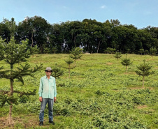Produtor de Campo Largo investe no cultivo de araucária enxertada