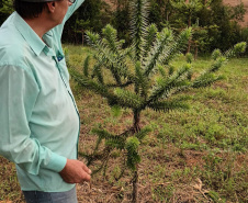 Produtor de Campo Largo investe no cultivo de araucária enxertada