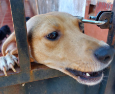 Polícia Penal doa camas e roupas pet produzidas com resíduos têxteis a abrigo de resgate de animais