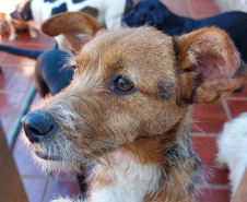 Polícia Penal doa camas e roupas pet produzidas com resíduos têxteis a abrigo de resgate de animais