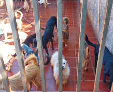 Polícia Penal doa camas e roupas pet produzidas com resíduos têxteis a abrigo de resgate de animais