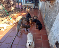 Polícia Penal doa camas e roupas pet produzidas com resíduos têxteis a abrigo de resgate de animais
