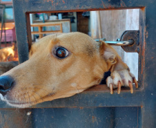 Polícia Penal doa camas e roupas pet produzidas com resíduos têxteis a abrigo de resgate de animais