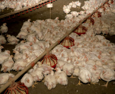 Saber onde estão os animais, particularmente as aves, para agir de forma rápida e eficaz é importante sobretudo neste momento em que o País e o Estado, em particular, estão sob risco de gripe aviária em granjas comerciais.