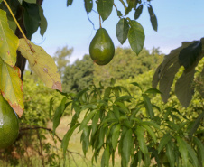AGRO