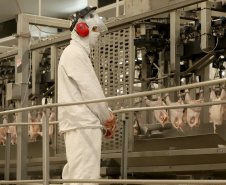 Líder nacional na produção de carne de frango, Paraná bate novo recorde trimestral