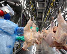 Líder nacional na produção de carne de frango, Paraná bate novo recorde trimestral