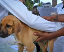 Cães de rua do Complexo Penitenciário de Piraquara recebem atendimento básico e participarão da feira de adoção da Universidade Positivo, em Curitiba