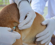 Cães de rua do Complexo Penitenciário de Piraquara recebem atendimento básico e participarão da feira de adoção da Universidade Positivo, em Curitiba