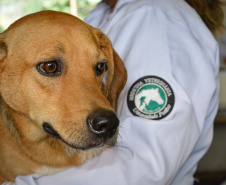 Cães de rua do Complexo Penitenciário de Piraquara recebem atendimento básico e participarão da feira de adoção da Universidade Positivo, em Curitiba