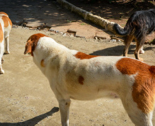 Cães de rua do Complexo Penitenciário de Piraquara recebem atendimento básico e participarão da feira de adoção da Universidade Positivo, em Curitiba