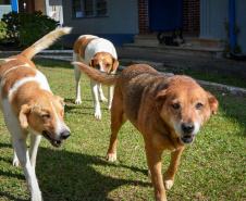 Cães de rua do Complexo Penitenciário de Piraquara recebem atendimento básico e participarão da feira de adoção da Universidade Positivo, em Curitiba