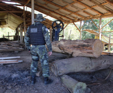 Polícia Militar apreende mais de 490 metros cúbicos de madeira ilegal durante operação