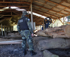 Polícia Militar apreende mais de 490 metros cúbicos de madeira ilegal durante operação