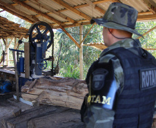 Polícia Militar apreende mais de 490 metros cúbicos de madeira ilegal durante operação