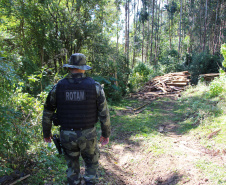 Polícia Militar apreende mais de 490 metros cúbicos de madeira ilegal durante operação