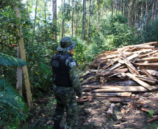 Polícia Militar apreende mais de 490 metros cúbicos de madeira ilegal durante operação