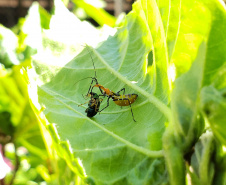 Pragas agrícolas: aplicativo facilita identificação de inimigos naturais