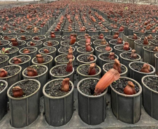 Dia da Araucária: viveiros do IAT produziram mais de meio milhão de mudas da espécie desde 2019