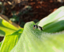 Pragas agrícolas: aplicativo facilita identificação de inimigos naturais