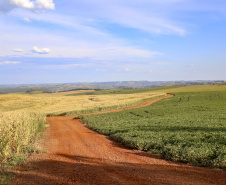 Produção de grãos na safra 2022/2023 deve chegar a 46,6 milhões de toneladas no  Paraná