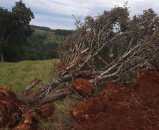 Fiscais do Instituto Água e Terra (IAT) detectaram 245,42 hectares de vegetação nativa retirada ilegalmente e emitiram 167 Autos de Infração Ambiental no Sudoeste do Paraná