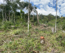 Fiscais do Instituto Água e Terra (IAT) detectaram 245,42 hectares de vegetação nativa retirada ilegalmente e emitiram 167 Autos de Infração Ambiental no Sudoeste do Paraná