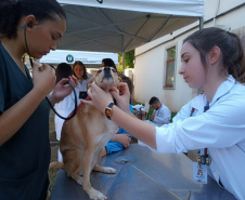 Hospital Veterinário da UEL atende mais de 500 cães em campanha de vacinação