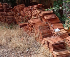 Captura de aranha-marrom garante produção de soro antiloxoscélico no Paraná 