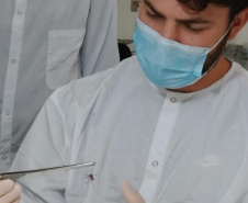 Captura de aranha-marrom garante produção de soro antiloxoscélico no Paraná 