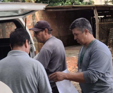 Captura de aranha-marrom garante produção de soro antiloxoscélico no Paraná 