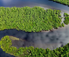 Paraná foi o estado do País que mais reduziu o desmatamento ilegal da Mata Atlântica com queda de 54%.