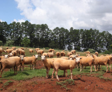 Com o término da campanha de atualização online, Adapar faz busca ativa para  cadastramento de rebanhos
