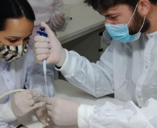 Captura de aranha-marrom garante produção de soro antiloxoscélico no Paraná 