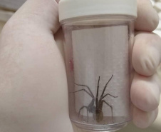 Captura de aranha-marrom garante produção de soro antiloxoscélico no Paraná 