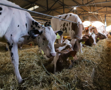 Instituto Água e Terra concedeu a Licença Ambiental de Operação que permite o início da construção de uma nova sede da Frísia Cooperativa Agroindustrial em Ponta Grossa