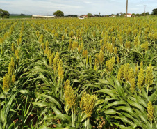Dia de campo mostra o potencial do sorgo no Arenito Caiuá