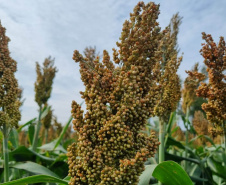 Dia de campo mostra o potencial do sorgo no Arenito Caiuá