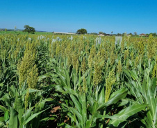 Dia de campo mostra o potencial do sorgo no Arenito Caiuá