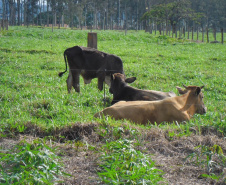 Publicação do IDR-Paraná analisa integração mandioca-pecuária no Arenito Caiuá