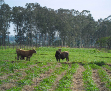 Publicação do IDR-Paraná analisa integração mandioca-pecuária no Arenito Caiuá