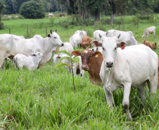 Com o término da campanha de atualização online, Adapar faz busca ativa para  cadastramento de rebanhos