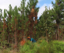  O IAT começou uma consulta pública para ampliar o debate sobre a regulamentação do cultivo de pinus e outras plantas exóticas invasoras no Paraná.